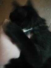 Microfiber Dog Collar Leather Safety Reflective Engraved Puppy Collar ID Name Customized