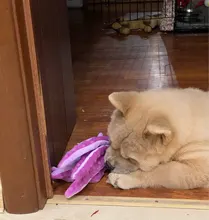 Juguete de peluche suave con 8 patas de pulpo para perros, juguete interactivo para jugar al aire libre, con sonido sonoro, juguete dental para masticar