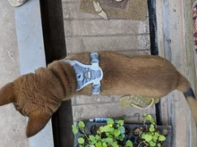 Harness Vest Pet-Products Collar Soft-Lining Walking-Training Reflective Adjustable Small