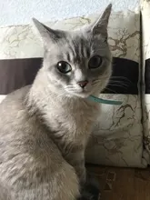 Cat Collar Safety Puppy Collar Chihuahua Solid Dog Collar For Cats Kitten Pet Cat Collars