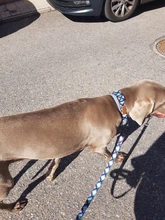 Collar de nailon personalizado para perros pequeños, medianos y grandes, con estampado colorido, correa para caminar