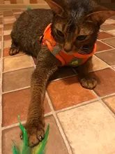 Arnés para gato de malla de nailon, chaleco reflectante para perro, conjunto de arnés y correa para Chihuahua, Pug, correa de plomo pequeña y mediana para caminar