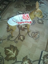 Ropa para perros y gatos traje camisa de chihuahua ropa perro ubranka dla psa honden kleding roupa para cachorro perros pequeños chaleco mascota ropa