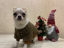 Gafas de sol para perros medianos y grandes, lentes de sol de moda para gatos, accesorios para fotos de Navidad, accesorios para mascotas