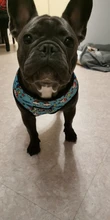 Arnés de Mascota para Bulldog Francés, correas pequeñas y medianas para perros, chaleco de cachorro francés, correa de plomo para perro que camina, productos para mascotas