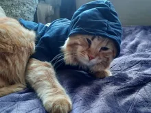 Seguridad ropa para gato mascotas abrigos para gato chaqueta sudaderas con capucha para los gatos traje cálido ropa para mascotas ropa de conejo Animales Mascotas traje para perros 30
