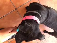 Collar con luces LED para perro, collar de luz recargable por USB, ideal para usar de noche al aire libre, accesorio de seguridad para mascota