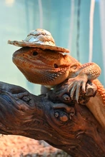 Sombrero tejido de paja hecho a mano, accesorio ajustable para pájaros y loros, 1 unidad