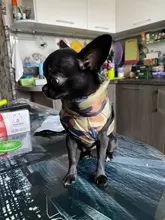 Pet-Clothing Jacket Apparel Costume Coat Puppy Dogs Chihuahua Winter 