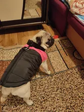 Vest Jacket Pets-Clothing Pug-Coat Puppy Dogs French Bulldog Waterproof Small Winter