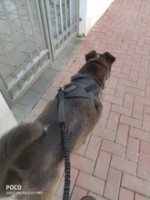 Vest Harness Collar Dog-Leash Pet-Dog German Shepherd Dogs K9 Walking Nylon Adjustable