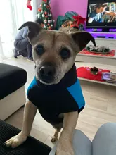 Coat Jacket Puppy-Vest Dogs Waterproof Winter Medium Pet-Dog Zipper Small Large Warm