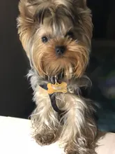 Ropa de perro de moda ropa de invierno para perros pequeños perros mediano chaqueta de abrigo Chihuahua ropa para mascotas para pequeño mediano perros Carlino