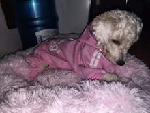 Camas redondas de felpa para gatos, cama de perro suave y larga para canasta para perros, cojín, cama para gatos, alfombrilla para animales, sofá para dormir, productos para mascotas