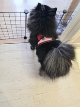 Pet-Supplies Harnesses-Vest Dog-Accessories Pitbull Dogs Reflective Pug Bling Medium