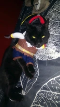Funny Cat Costumes Pirate Suit Cat Clothes Kitty Kitten Corsair Halloween Costume Puppy