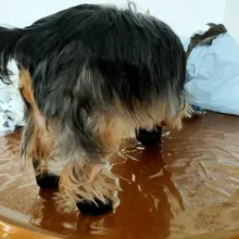 Zapatos para perros S/M/L, calzado impermeable para perro, cachorro, antideslizantes, elásticos, Botas de lluvia protectoras para mascotas, zapatos para mascota de perro de lluvia, 4 Uds.