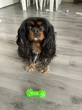 Kit de cortadora de pelo para perros, afeitadora recargable por USB Gato, bajo ruido, cuchilla de repuesto