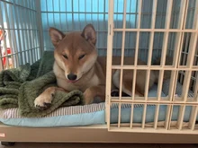 Verano fresco sensación de cama de perro de moda perro transpirable mascota del hogar sofá para medianas y grandes perros cachorros Productos gato mat