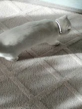 Cats-Bells-Collars Accessories Buckles Pattern-Supplies Reflective Adjustable Fashion