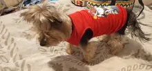 Ropa de perro para perros pequeños estampado bonito verano mascotas camiseta perro ropa chaleco para gatos mascota de algodón de T camisa Pug ropa trajes