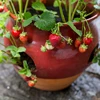 Strawberry Seeds strawberry seeds for growing in a pot balcony strawberry seeds (50 pcs) berry seeds plant seeds ► Photo 3/6