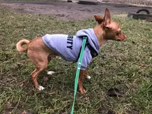 Hoodies Jacket Coat Puppy-Clothing Yorkie Small Dog Classic Chihuahua Pet-Dog for Autumn