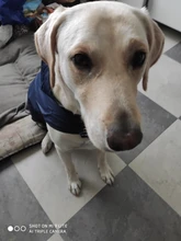 Dogs Coat Rain-Jacket Labrador Big-Poncho Golden-Retriever Waterproof Outdoor Pet-Dog