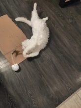 Toy Cat-Toy Ball-Rolling Productos Interactive Electric Colorful Automatic Para Led Ear