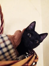 Warm Pet Clothes For Cats Clothing Autumn Winter Clothing for Cats Coat Puppy Outfit