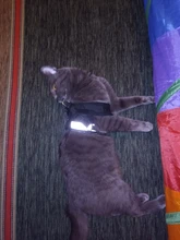 Arnés y correa reflectantes para gato, ropa transpirable a prueba de Escape para mascotas, chaleco ajustable de fácil Control