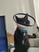 Collar de gato de terciopelo con lazo liso para cachorro, Chihuahua, con campana, hebilla de seguridad ajustable, pajarita para gatos, accesorios para mascotas