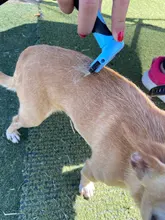 Peines para quitar el pelo de perros y gatos, herramientas de aseo, recortadora desmontable, accesorio, peines, suministros, Furmins