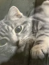 Floor-Mats Kitchen-Carpets Bathroom Welcome Anti-Slip Animal Cat Kawaii Living-Room Cat-Printed