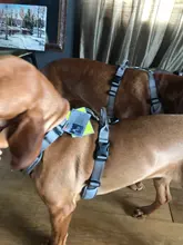 Pet-Harness Truelove Walk Padded Seat-Belt Handle Reflective-Dog Adjustable Small Soft