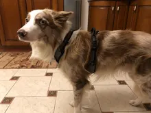 Pet-Harness Truelove Walk Padded Seat-Belt Handle Reflective-Dog Adjustable Small Soft