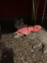 Coat Dress Teddy Poodle-Clothes Puppy Small-Pet Dog Winter Autumn with Letter Bowknot