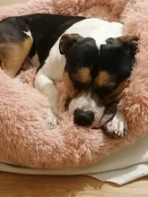 Saco de dormir en invierno para mascotas, caseta de lecho de gatos y perros supersuave, saco de dormir largo y afelpado para cachorros, esterilla portátil, tamaño de 46/50/60cm