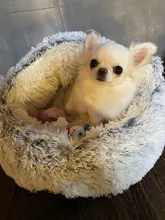 Bed House Nest Cat-Bed HOOPET Small-Dogs Round Plush Warm Soft New-Style For Cats Long