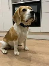 Collar de cuero personalizado para perros pequeños, collarín grabado con etiqueta de identificación para cachorros, productos para mascotas, para Bulldog Francés, Pug