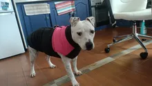 Chaleco impermeable para perros grandes y pequeños, abrigo cálido de invierno para cachorros, ropa para mascotas, 4XL, 5XL, nuevo