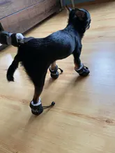 4 unidades/juego de zapatos de lluvia antideslizantes de Cachemira suave y cálida para mascotas, calzado suave a prueba de viento para perros y mascotas, zapatos impermeables antideslizantes