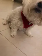 Collar Pet-Leash Reflective Truelove Dog In-Harness Walking-Training 11-Color Nylon Mesh