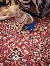 Panties Briefs Underwear Pet-Physiological-Pants Dog-Diaper Sanitary-Shorts Washable