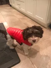 Dog-Down-Jacket French-Bulldog-Vest Pet-Chihuahua-Coat Dogs Reflective Reversible Winter