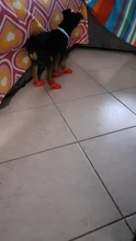 Zapatos para mascota de perro de lluvia, 4 unidades/lote S/M/L, botines de goma antideslizantes, impermeables, para perros y gatos