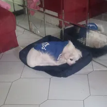 Pet-Bed Puppy Kennel Large Dog Waterproof House Cat-Litter Paw-Print for Four-Seasons