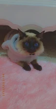 Cat Jacket Costume Yorkshire-Clothing Kitten Winter Warm for Small Medium Dogs Chihuahua