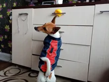Chaqueta de perro pequeño para invierno, chaleco impermeable para cachorro, ropa para mascota de algodón caliente, atuendo para perros pequeños y medianos