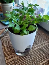 1-X-Lazy-Self-Watering Flowerpot Succulent Transparent Aquaculture Hydroponic Plastic